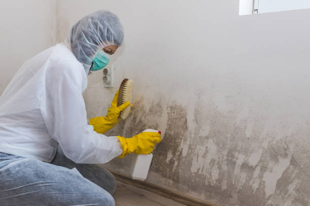 Best Mold Removal for HVAC Installations in Ford City, PA