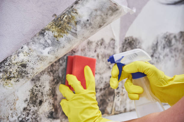 Best Emergency Mold Remediation in Ford City, PA